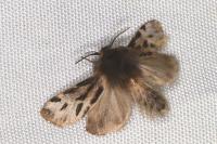 Ocnogyna parasita