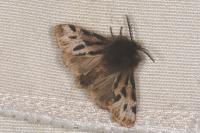 Ocnogyna parasita