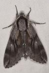 Hyloicus pinastri/maurorum