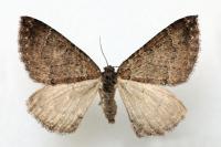 Larentia malvata