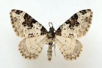 Xanthorhoe sardisjuncta