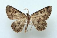 Charissa onustaria serraria