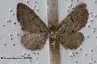 Eupithecia intricata