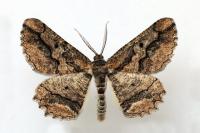 Menophra japygiaria