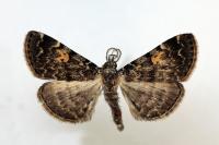 Idia calvaria