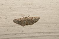 Eupithecia dodoneata