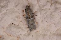Pempelia palumbella