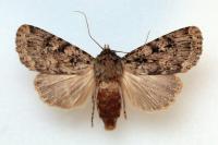 Amphipyra effusa