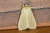 Mythimna pallens