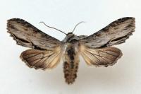 Cucullia scrophulariphaga