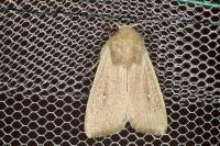 Mythimna sicula