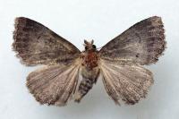 Anthracia ephialtes