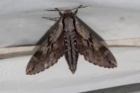 Hyloicus pinastri/maurorum