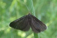 Odezia atrata