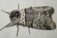Furcula bifida