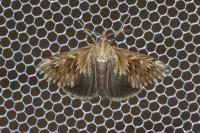 Cynaeda dentalis