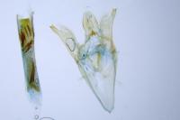 Dioryctria simplicella