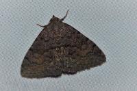 Metachrostis dardouini