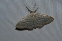 Idaea subsericeata