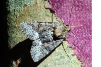 Oligia
