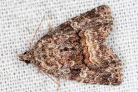 Deltote pygarga