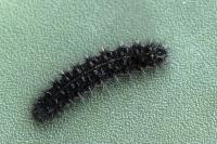 Lerautia bifasciata