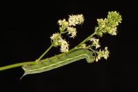 Macroglossum stellatarum