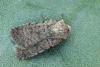 Caradrina flavirena