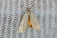 Spiris striata