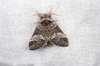 Drymonia dodonaea