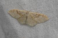 Idaea rubraria