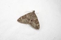 Thera britannica