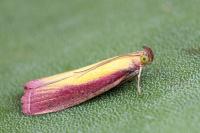 Oncocera semirubella