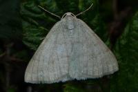 Pseudoterpna pruinata