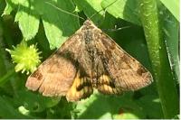 Euclidia glyphica