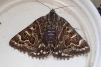 Euclidia mi