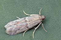 Cadra furcatella