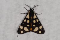 Arctia villica