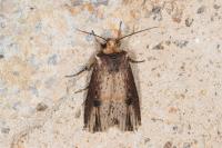 Axylia putris