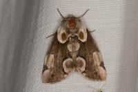 Thyatira batis