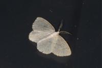 Cabera exanthemata