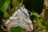 Aplocera
