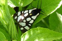 Arctia villica