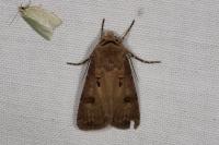 Agrotis exclamationis exclamationis