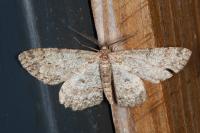 Hypomecis punctinalis