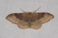 Idaea degeneraria