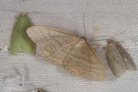 Idaea macilentaria
