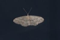 Idaea seriata