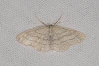 Idaea subsericeata