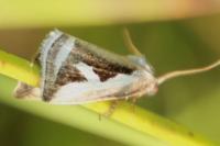 Deltote uncula